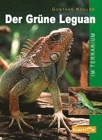 Der Grüne Leguan im Terrarium 1