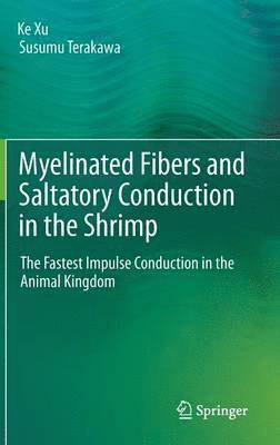 Myelinated Fibers and Saltatory Conduction in the Shrimp 1