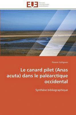 Le Canard Pilet (Anas Acuta) Dans Le Pal arctique Occidental 1