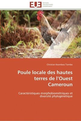 Poule locale des hautes terres de l ouest cameroun 1