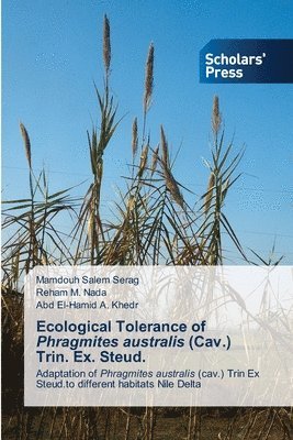 Ecological Tolerance of Phragmites australis (Cav.) Trin. Ex. Steud. 1