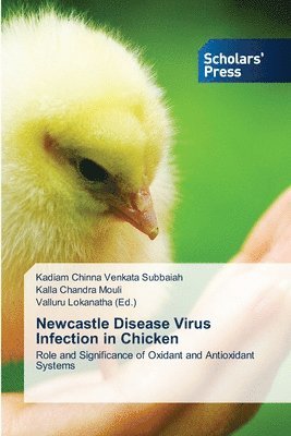 bokomslag Newcastle Disease Virus Infection in Chicken