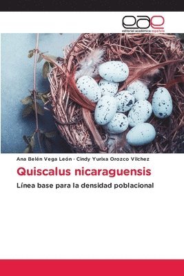 Quiscalus nicaraguensis 1