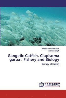 Gangetic Catfish, Clupisoma garua 1