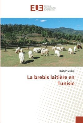 La brebis laitire en Tunisie 1