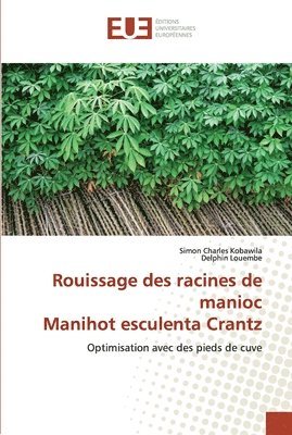Rouissage des racines de manioc Manihot esculenta Crantz 1