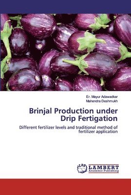 Brinjal Production under Drip Fertigation 1