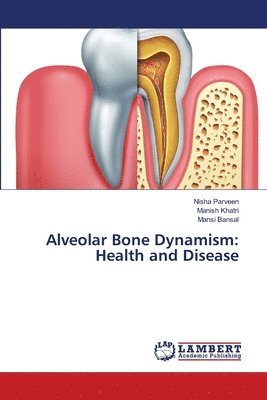 Alveolar Bone Dynamism 1