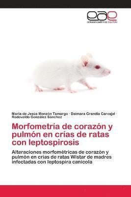 Morfometra de corazn y pulmn en cras de ratas con leptospirosis 1