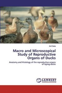 bokomslag Macro and Microscopical Study of Reproductive Organs of Ducks