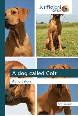 A dog called Colt 1