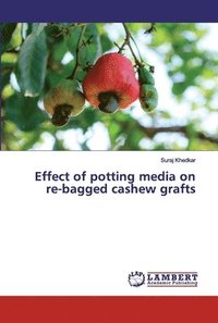 bokomslag Effect of potting media on re-bagged cashew grafts