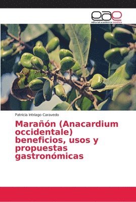 Maran (Anacardium occidentale) beneficios, usos y propuestas gastronmicas 1