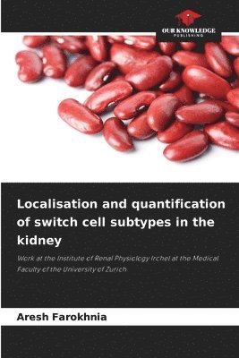 bokomslag Localisation and quantification of switch cell subtypes in the kidney