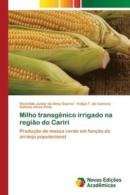 Milho transgnico irrigado na regio do Cariri 1