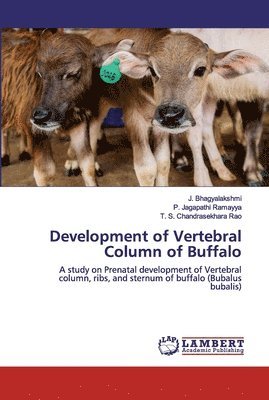 Development of Vertebral Column of Buffalo 1