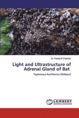 bokomslag Light and Ultrastructure of Adrenal Gland of Bat