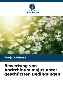 Bewertung von Antirrhinum majus unter geschtzten Bedingungen 1