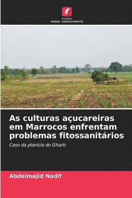 As culturas aucareiras em Marrocos enfrentam problemas fitossanitrios 1