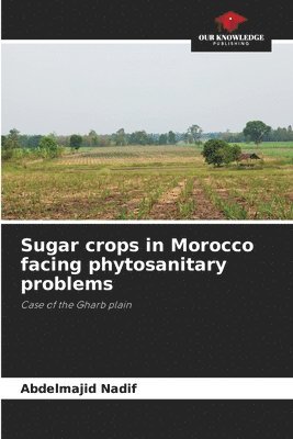 Sugar crops in Morocco facing phytosanitary problems 1