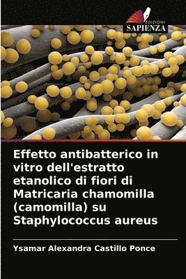 Effetto antibatterico in vitro dell'estratto etanolico di fiori di Matricaria chamomilla (camomilla) su Staphylococcus aureus 1