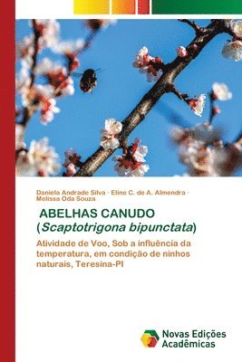 ABELHAS CANUDO (Scaptotrigona bipunctata) 1