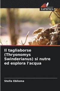 bokomslag Il tagliaborse (Thryonomys Swinderianus) si nutre ed esplora l'acqua