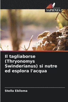 Il tagliaborse (Thryonomys Swinderianus) si nutre ed esplora l'acqua 1