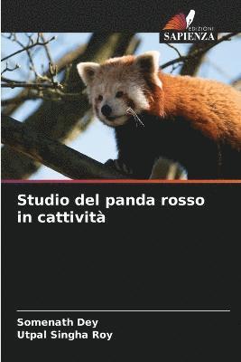 Studio del panda rosso in cattivit 1