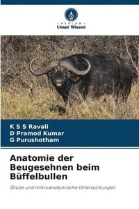 bokomslag Anatomie der Beugesehnen beim Bffelbullen