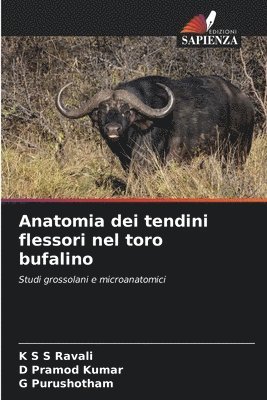 Anatomia dei tendini flessori nel toro bufalino 1