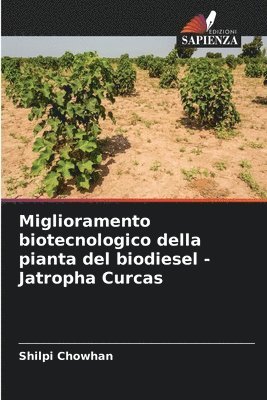 Miglioramento biotecnologico della pianta del biodiesel - Jatropha Curcas 1