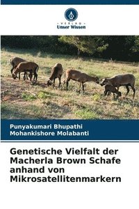 bokomslag Genetische Vielfalt der Macherla Brown Schafe anhand von Mikrosatellitenmarkern