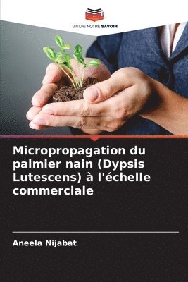 Micropropagation du palmier nain (Dypsis Lutescens)  l'chelle commerciale 1