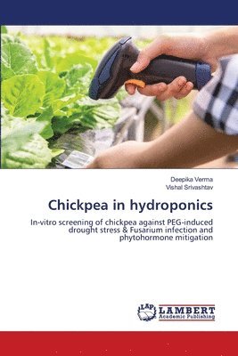 Chickpea in hydroponics 1