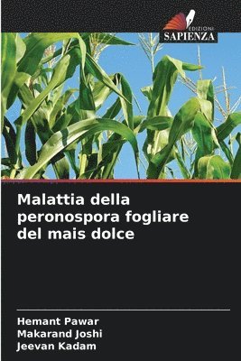 Malattia della peronospora fogliare del mais dolce 1