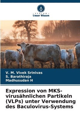 Expression von MKS-virushnlichen Partikeln (VLPs) unter Verwendung des Baculovirus-Systems 1