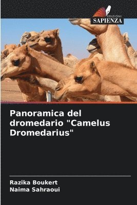 Panoramica del dromedario &quot;Camelus Dromedarius&quot; 1