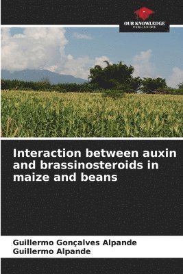 Interaction between auxin and brassinosteroids in maize and beans 1