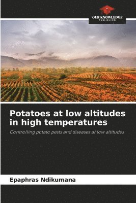 Potatoes at low altitudes in high temperatures 1