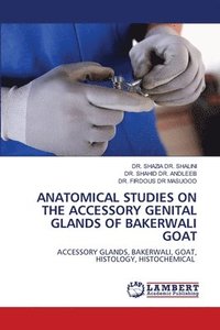 bokomslag Anatomical Studies on the Accessory Genital Glands of Bakerwali Goat