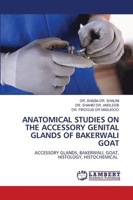 Anatomical Studies on the Accessory Genital Glands of Bakerwali Goat 1