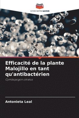 Efficacit de la plante Malojillo en tant qu'antibactrien 1