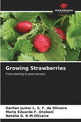 Growing Strawberries 1
