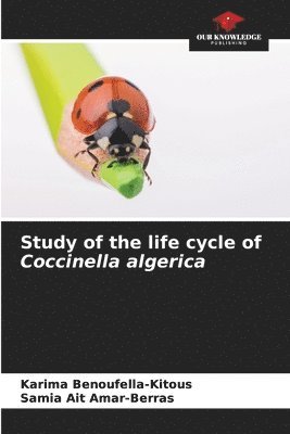 Study of the life cycle of Coccinella algerica 1