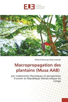 Macropropagation des plantains (Musa AAB) 1