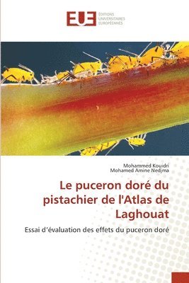 bokomslag Le puceron dor du pistachier de l'Atlas de Laghouat