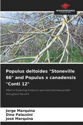 Populus deltoides &quot;Stoneville 66&quot; and Populus x canadensis &quot;Conti 12&quot; 1