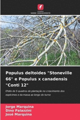 Populus deltoides &quot;Stoneville 66&quot; e Populus x canadensis &quot;Conti 12&quot; 1