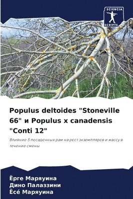 Populus deltoides &quot;Stoneville 66&quot; &#1080; Populus x canadensis &quot;Conti 12&quot; 1